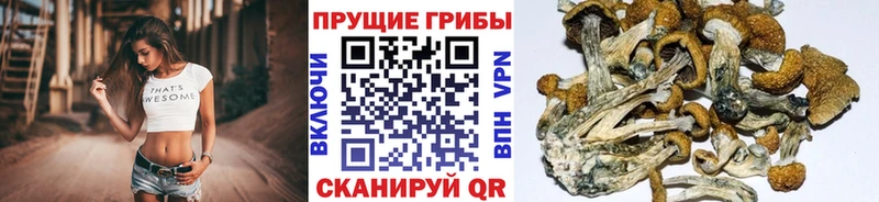 MEGA сайт  Бородино  Псилоцибиновые грибы мицелий 